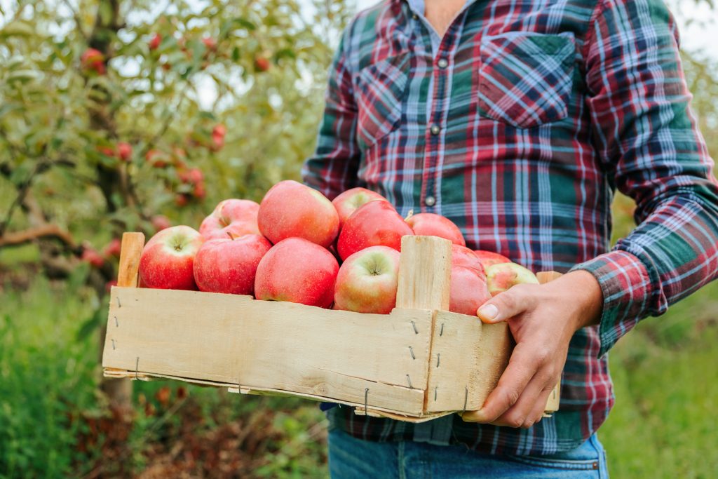 Man harvesting fresh apples in orchard during autumn season.